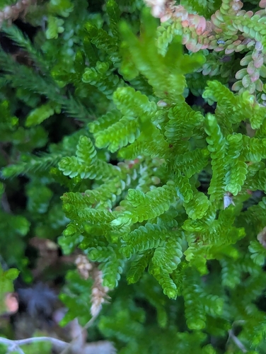 Selaginella douglasii observed 2026-09-27