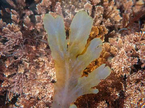 Dictyopteris undulata observed 2026-09-28