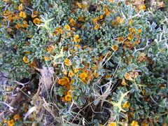 Adesmia hemisphaerica