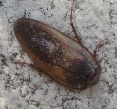 Homoeogamia mexicana