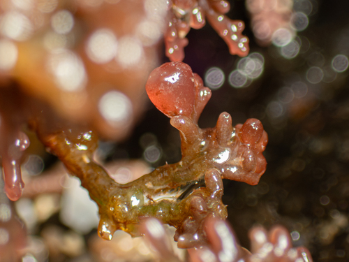 Erythrocystis saccata observed 2026-09-28