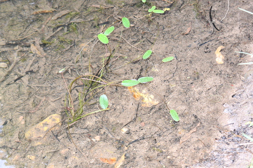 Ottelia ovalifolia observed 2026-10-01