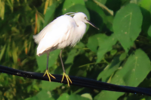 Little Egret