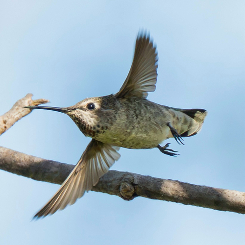 Anna's Hummingbird
