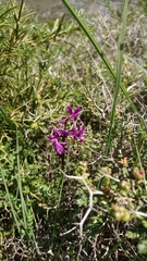 Orchis anatolica