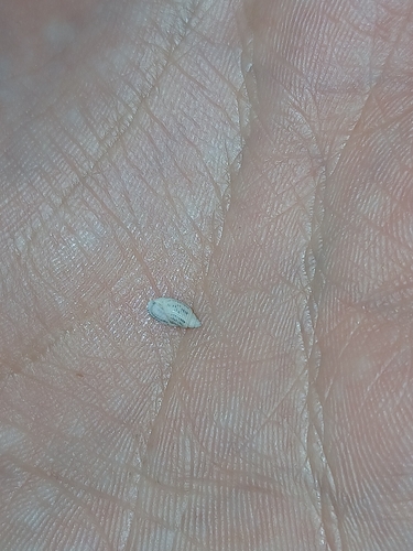 Pupa affinis observed 2026-10-01