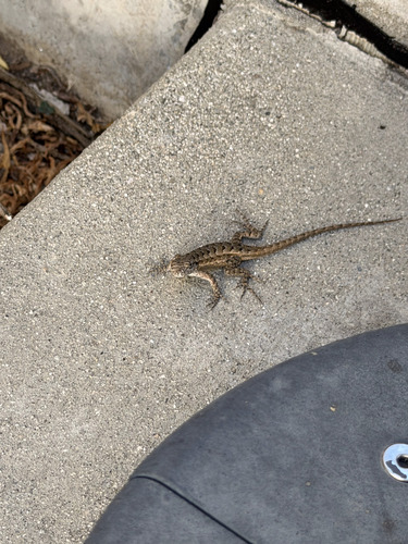 Western Fence Lizard