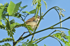 Prinia rufescens