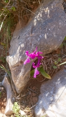 Orchis anatolica