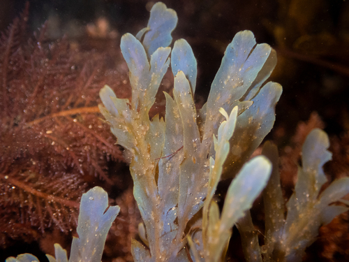 Dictyopteris undulata observed 2026-09-28