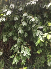 Magnoliopsida