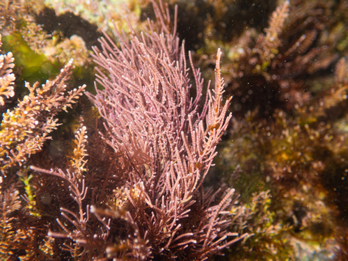 Lithothrix aspergillum observed 2026-09-28
