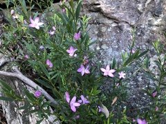 Crowea saligna