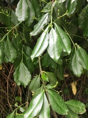Magnoliopsida
