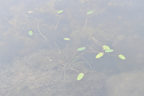Ottelia ovalifolia observed 2026-10-01