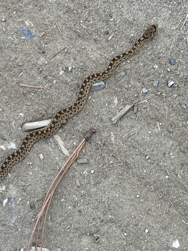 Gopher Snake