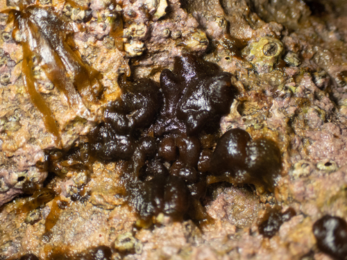 Petrospongium rugosum observed 2026-09-28
