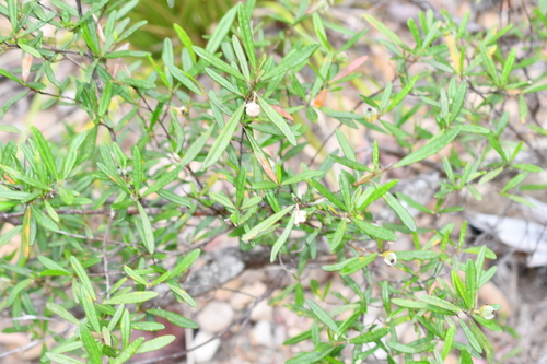 Beyeria lasiocarpa, 2026-10-01