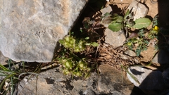 Valerianella discoidea