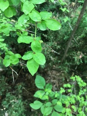 Magnoliopsida