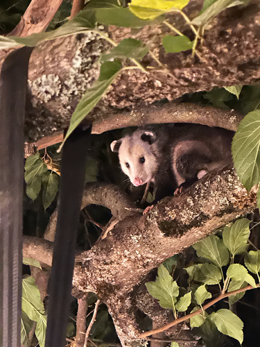Virginia Opossum