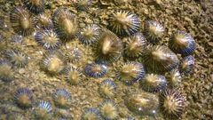 Siphonaria naufragum image