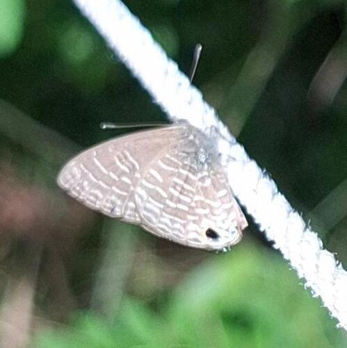 Pale Four-line Blue