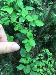 Magnoliopsida