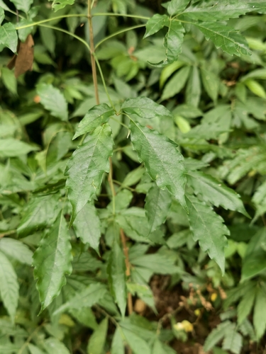 Vitex quinata observed 2026-10-01