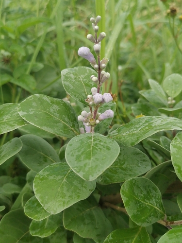 Vitex rotundifolia observed 2026-09-30