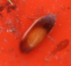 Haplaxius slossonae