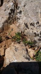 Hippocrepis unisiliquosa