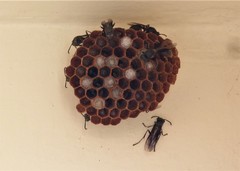 Mischocyttarus cassununga