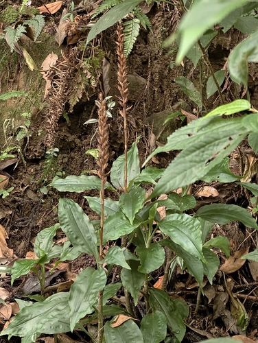 Goodyera rubicunda observed 2026-10-01