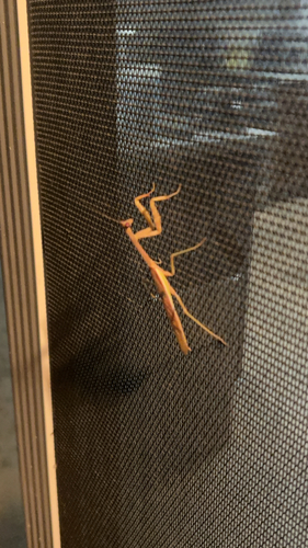 Arizona Mantis