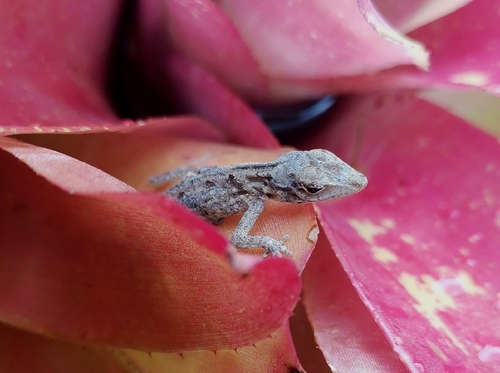 Anolis sagrei observed 2026-09-30