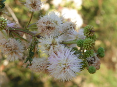 Mimosa galeottii
