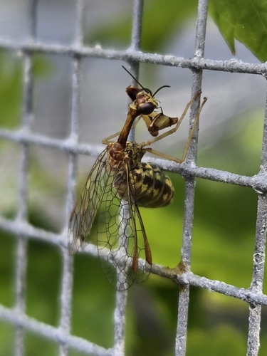 Leptomantispa pulchella