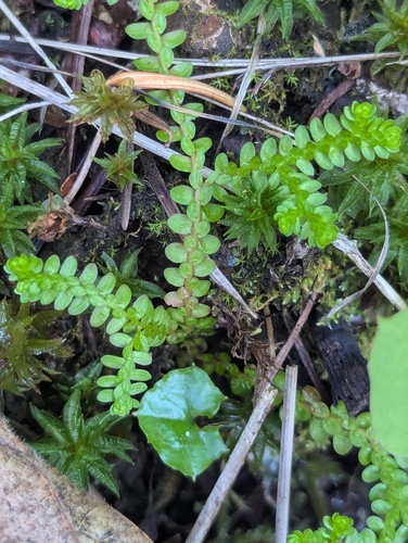 Selaginella douglasii observed 2026-09-27