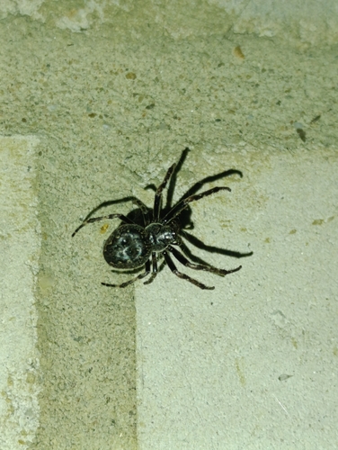 Walnut Orbweaver