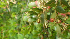 Sinopla perpunctatus