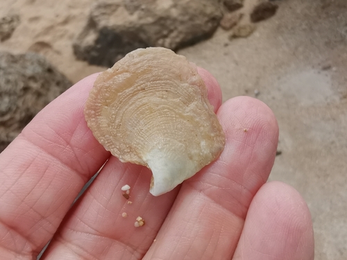 Isognomon observed 2026-09-30