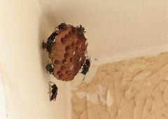 Mischocyttarus cassununga