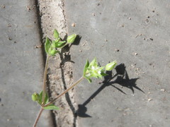 Arenaria serpyllifolia