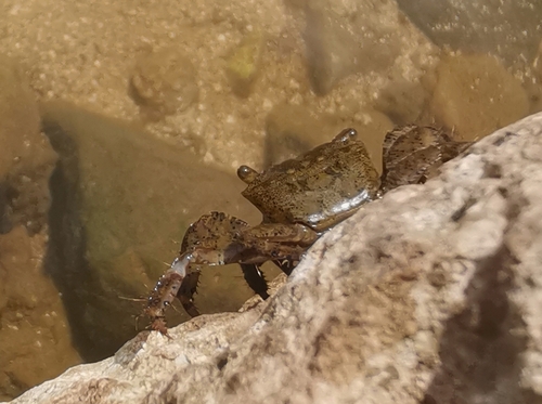 Metopograpsus thukuhar observed 2026-09-30