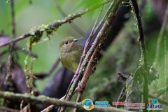 Machaeropterus deliciosus