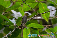 Chlorospingus flavigularis