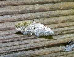 Eupithecia tantillaria