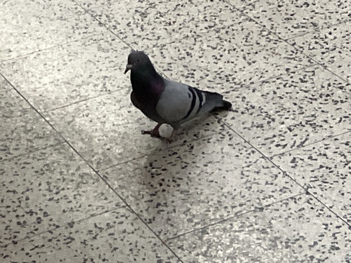 Feral Pigeon