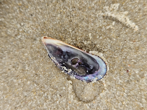 Brachidontes ustulatus
